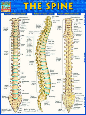cover image of The Spine